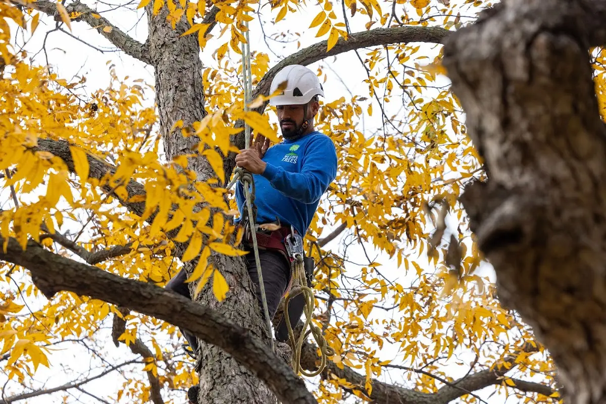 Skilled Tree Pruning crew working in Grand Isle